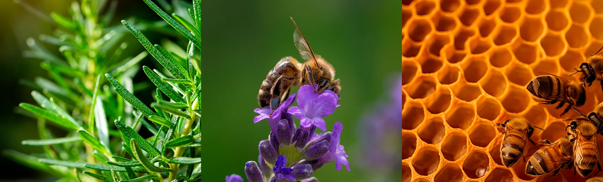 section-bem-estar-img-propolis